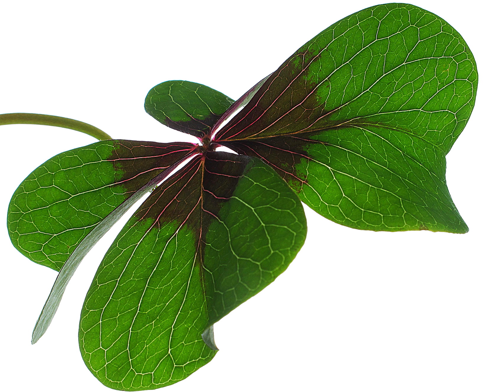 Alice Wittrock Glücksklee